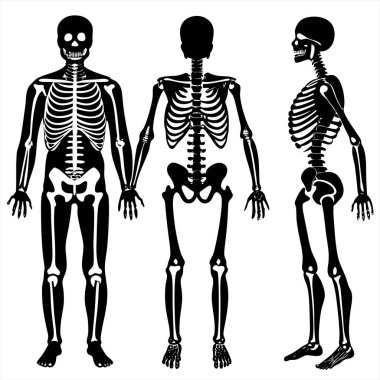 Beyaz arkaplan ile insan iskelet sistem vektör dizaynı 