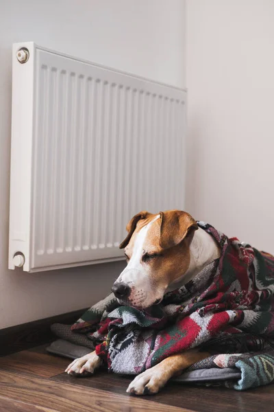Cute sleepy dog in warm blanket rests in front of heating radiator. Home pets and energy saving, cold winter season, central heating economy theme.