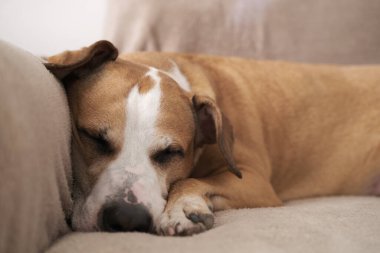 Gün ışığında kanepede uyuyan bir köpeğin portresi. Uykulu staffordshire Teriyeri köpeği, hayal kuruyor, öğleden sonra kestiriyor.