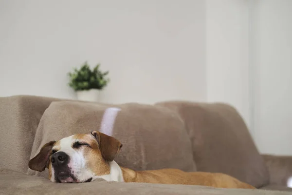 Potret Anjing Tidur Sofa Siang Hari Alami Sleepy Staffordshire Terrier — Stok Foto