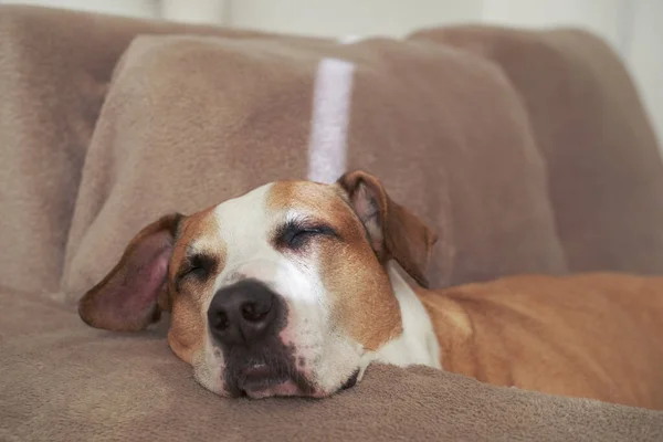 Portré Egy Kutyáról Aki Kanapén Alszik Természetes Napfényben Álmos Staffordshire Stock Fotó