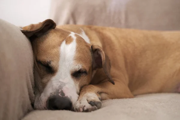 Portré Egy Kutyáról Aki Kanapén Alszik Természetes Napfényben Álmos Staffordshire Jogdíjmentes Stock Fotók
