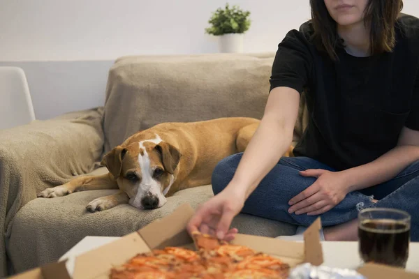 Їдять Доставлену Піцу Вдома Жінка Хапає Шматочок Піци Собака Дивані Ліцензійні Стокові Зображення