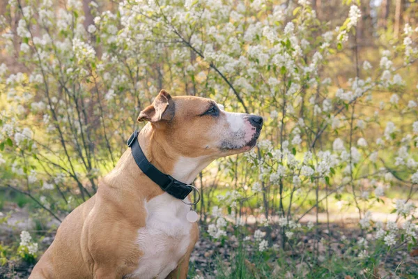 春に咲く木やブッシュの花の前に美しい犬の肖像画 屋外で春の天気を楽しむシニアスタッフォードシャー州の3 ストック画像
