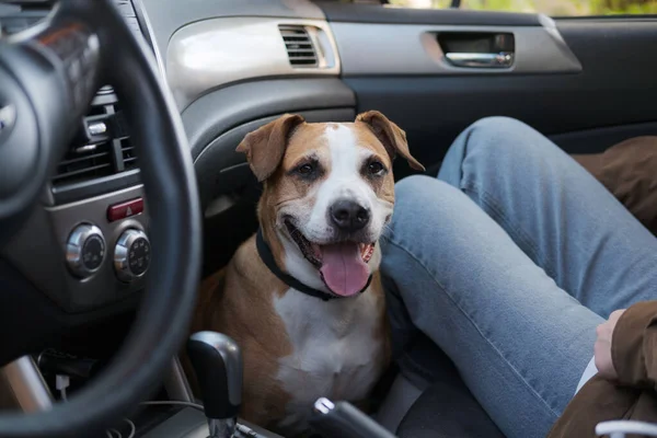 Anjing Bahagia Yang Duduk Samping Pemiliknya Kursi Mobil Passanger Siap Stok Foto