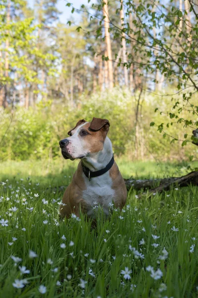 緑の芝生の上に美しい犬の肖像画と春にかわいい開花の花 屋外で春の天気を楽しむシニアスタッフォードシャー州の3 ロイヤリティフリーのストック写真
