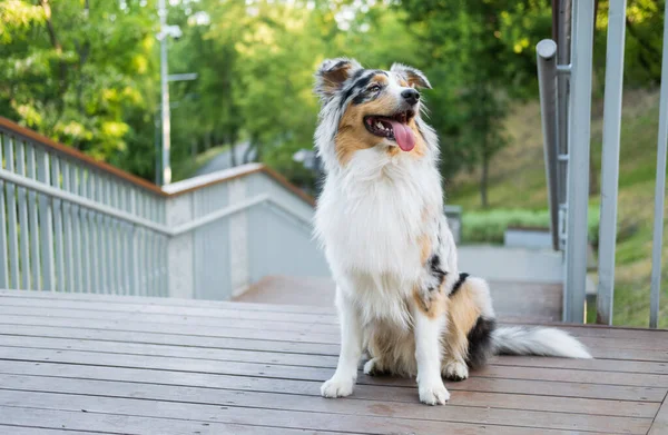 Potret Anjing Merle Aussie Biru Yang Cantik Taman Kota Gembala — Stok Foto