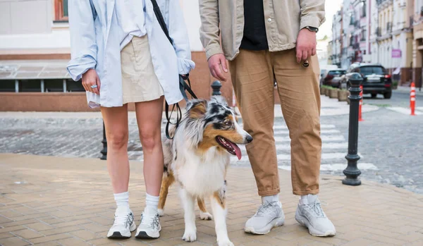Anjing Gembala Australia Kota Dengan Dua Orang Pasangan Muda Berjalan — Stok Foto
