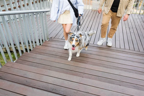 Two people walking their aussie dog, walking up wooden steps in park. Active australian shepherd dog walking on a leash in urban park area