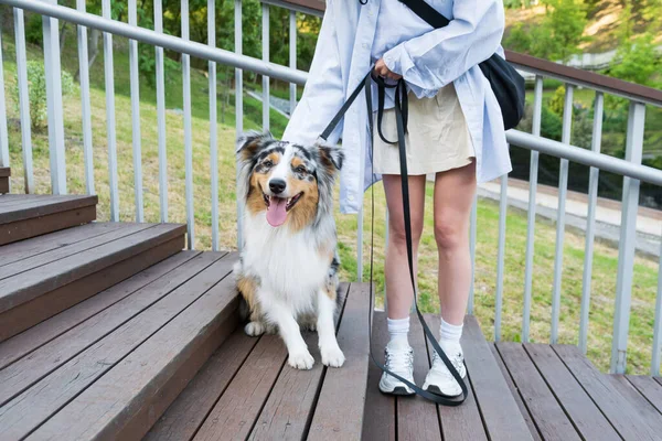Anjing Lucu Duduk Tangga Kayu Taman Happy Blue Merle Australian — Stok Foto