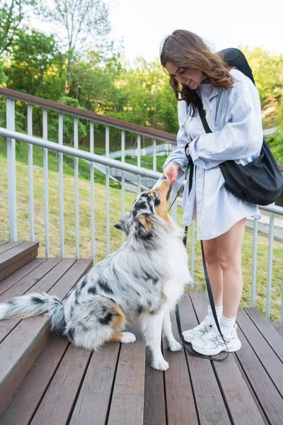 Wanita Muda Memberikan Hadiah Untuk Anjing Aussie Lucu Taman Blue — Stok Foto