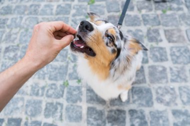 Köpeğe ödül vermek, birinci şahıs bakış açısı, buruna odaklanmak. İnsan eli, Avustralyalı bir köpeğe ödül veriyor.