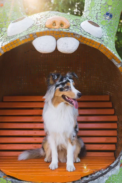 Χαριτωμένο Πορτρέτο Ενός Ευτυχισμένου Aussie Shepherd Σκύλου Κάθεται Ένα Παγκάκι — Φωτογραφία Αρχείου