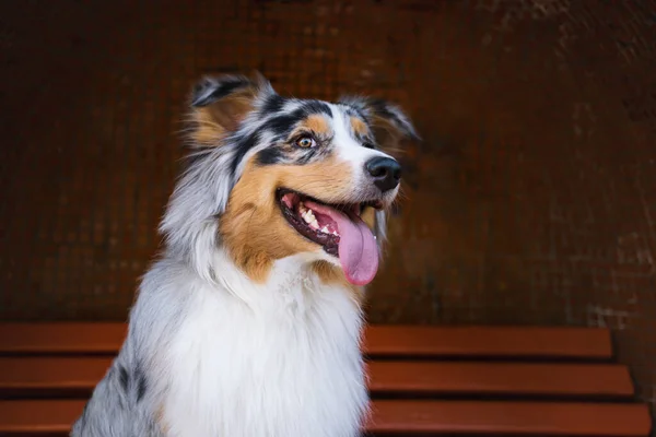 Potret Lucu Anjing Gembala Yang Bahagia Duduk Bangku Cadangan Australian — Stok Foto