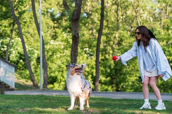 Wanita Muda Melatih Anjing Gembala Aussie Nya Taman Hijau Gaya — Stok Foto