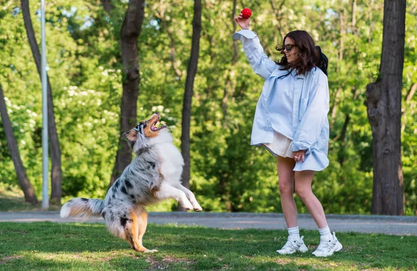Wanita Muda Bermain Dengan Anjing Gembala Aussie Taman Hijau Gaya — Stok Foto