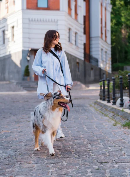 이탈리아 양치기 는개에게 선택적으로 집중하고 시내에서 산책하며 생활하는 — 스톡 사진