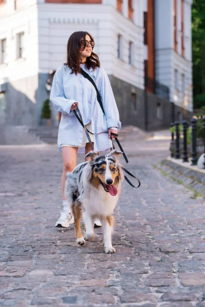 이탈리아 양치기 는개에게 선택적으로 집중하고 시내에서 산책하며 생활하는 — 스톡 사진