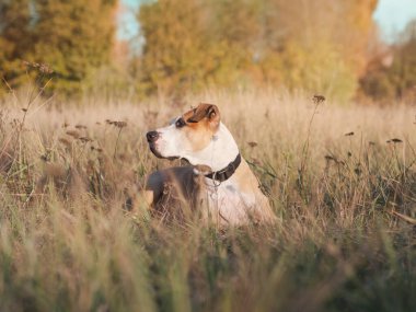 Köpek güneşli bölgede sonbahar otlağında dinleniyor. Staffordshore terrier köpeği doğa parkında, sığ bir alan derinliğinde yatıyor.