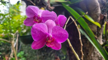 Anlamlı gözleri olan sevimli, beyaz bir koyun, aydınlık bir zeminde duruyor. Meraklı ve nazik bakışları bir huzur ve güven hissi veriyor.. 
