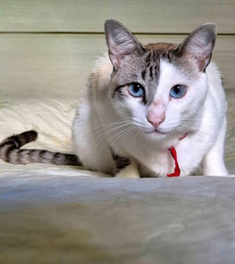 Gri ve bej benekli beyaz bir kedi avını mavi gözleriyle izler.