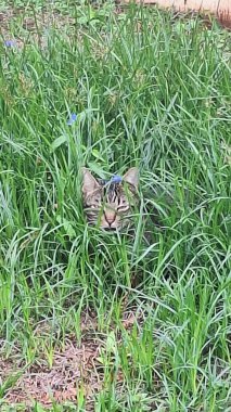 Çimlerdeki kedi