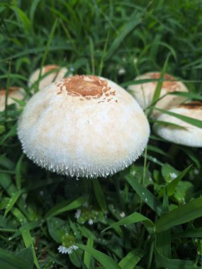 Çimlerin ortasındaki mantarlar, yaratılmış doğanın titizliğini yücelten detayların altını çizmek için..