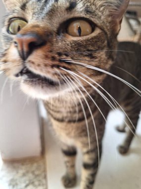 Meraklı kedi yüzünü kameraya dayayıp kedi merakının tipik bir görüntüsünü oluşturuyor..