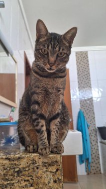 Evcil kedi banyo lavabosunu ele geçirirken, aynı zamanda sahibine özel bir anda bakıyor..