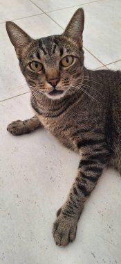 Şirin kahverengi bir kedinin yakın plan fotoğrafı.