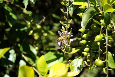 Yeşil arka planı olan mavi çiçekli arı, tropikal çevrede çit olarak kullanılan altın damlası çalısı.