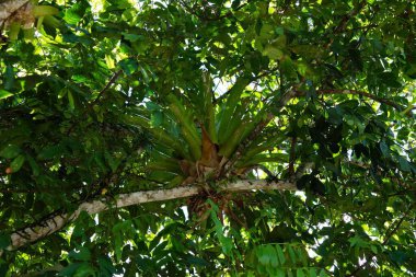 yeşil yapraklar, bitkiler ve yapraklar