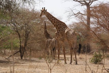 Kenya savanasında zürafalar