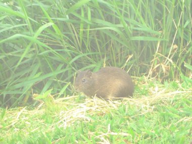 Uzun otların arasında, yemyeşil bir çevre tarafından kamufle edilmiş, yalnız bir Capybara duruyor. Sahne sakin ve Capybara & # 39; 'un doğal yaşam alanını temsil ediyor, sükuneti ve vahşi doğayı çağrıştırıyor..