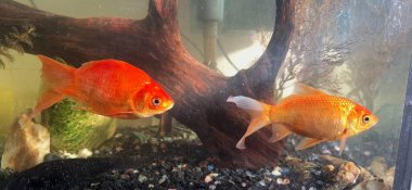 Akvaryumdaki balıklar