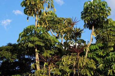 Güzel botanik fotoğrafı, doğal duvar kağıdı.