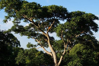 Ağaç dalları, bitki örtüsü.