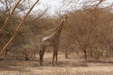 Kruger Ulusal Parkı 'nda zürafa