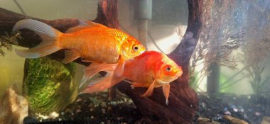 Suyun içindeki güzel renkli koi sazan balığı