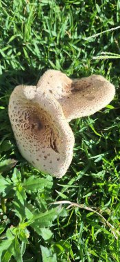 Tuhaf bir mantar canlı yeşil çimen bir halının üzerinde oturur, eşsiz dokusunu ve düzensiz yüzeyini vurgular. Doğal ışık, mantarın ayırt edici özelliklerini vurgulayarak, mantarın detaylarını aydınlatır. 