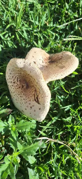 Tuhaf bir mantar canlı yeşil çimen bir halının üzerinde oturur, eşsiz dokusunu ve düzensiz yüzeyini vurgular. Doğal ışık, mantarın ayırt edici özelliklerini vurgulayarak, mantarın detaylarını aydınlatır. 