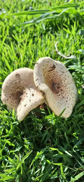 Canlı yeşil bir çimenliğin üzerine yerleştirilmiş iki mantarın yakın plan görüntüsü. Mantarların ayrıntıları ve # 39; benzersiz doku ve kalıpları doğa ve büyüme duygusunu çağrıştırarak göze çarpar..