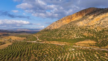 Dramatik Gökyüzü Altında Huzurlu Zeytinlikler