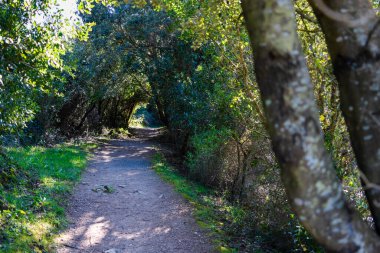 Doğa Yolu: Ormanda Gizli Bir Koridor