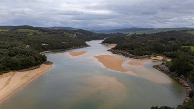 Doğanın Fısıltıları: Ormandaki Yosun Kaplamalı Bir Ağaca Yakın Çekim.