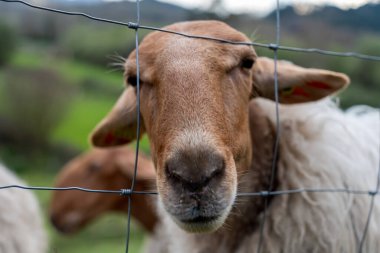Doğanın Fısıltıları: Ormandaki Yosun Kaplamalı Bir Ağaca Yakın Çekim.