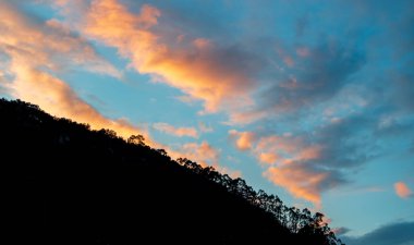Doğanın Fısıltıları: Ormandaki Yosun Kaplamalı Bir Ağaca Yakın Çekim.