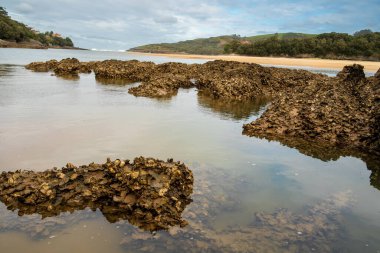 Doğanın Fısıltıları: Ormandaki Yosun Kaplamalı Bir Ağaca Yakın Çekim.