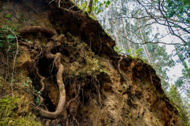 Doğanın Fısıltıları: Ormandaki Yosun Kaplamalı Bir Ağaca Yakın Çekim.