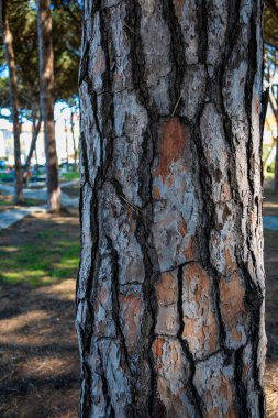 Doğanın Fısıltıları: Ormandaki Yosun Kaplamalı Bir Ağaca Yakın Çekim.